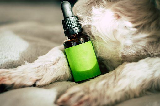 Rola oleju w żywieniu psów